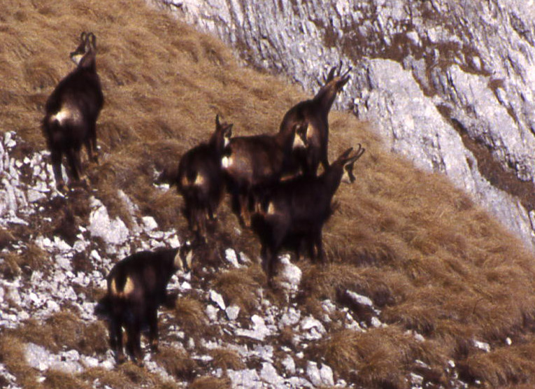 Rupicapra rupicapra.....dal Trentino Alto Adige